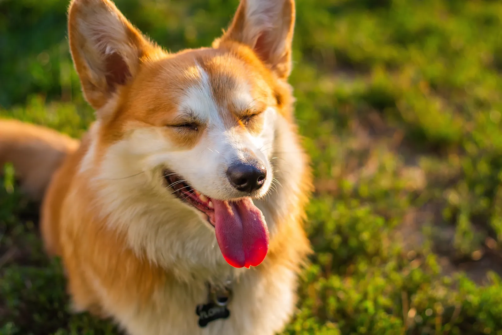 A corgi resting in sunlit grass