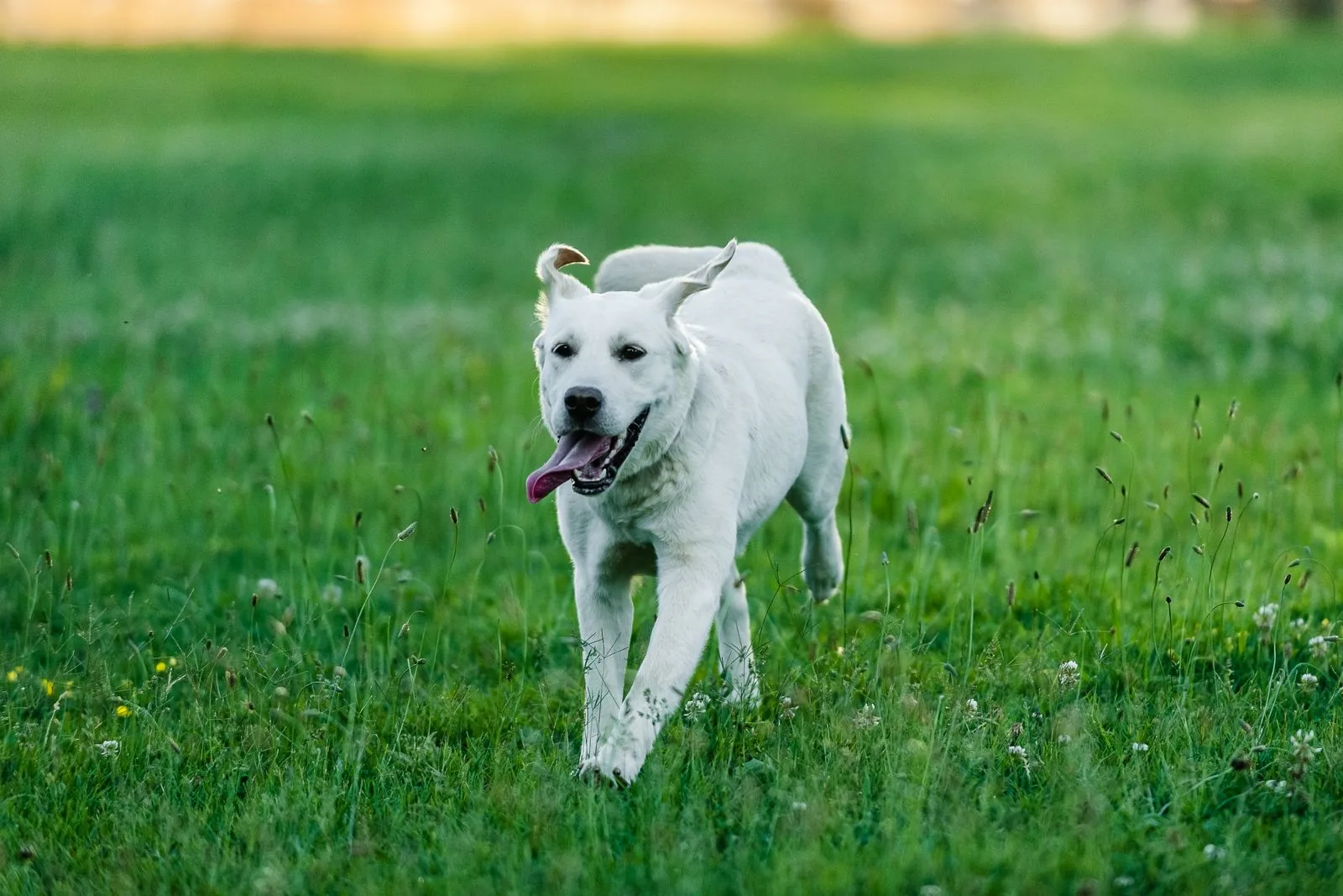 A pale-coated Labrador trotting through a grass field in summer